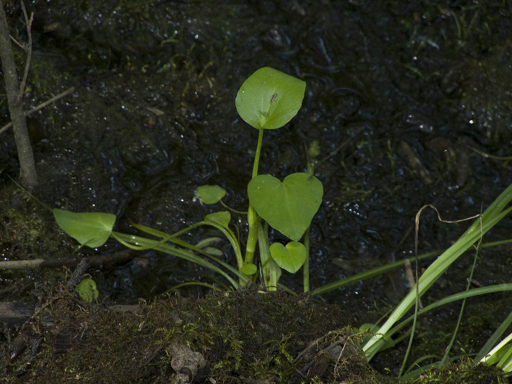 Ranunculus cfr. ophioglossifolius