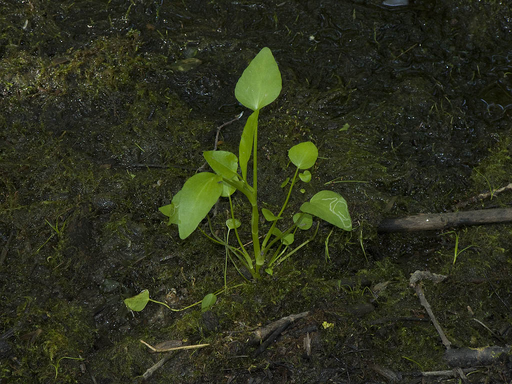 Ranunculus cfr. ophioglossifolius