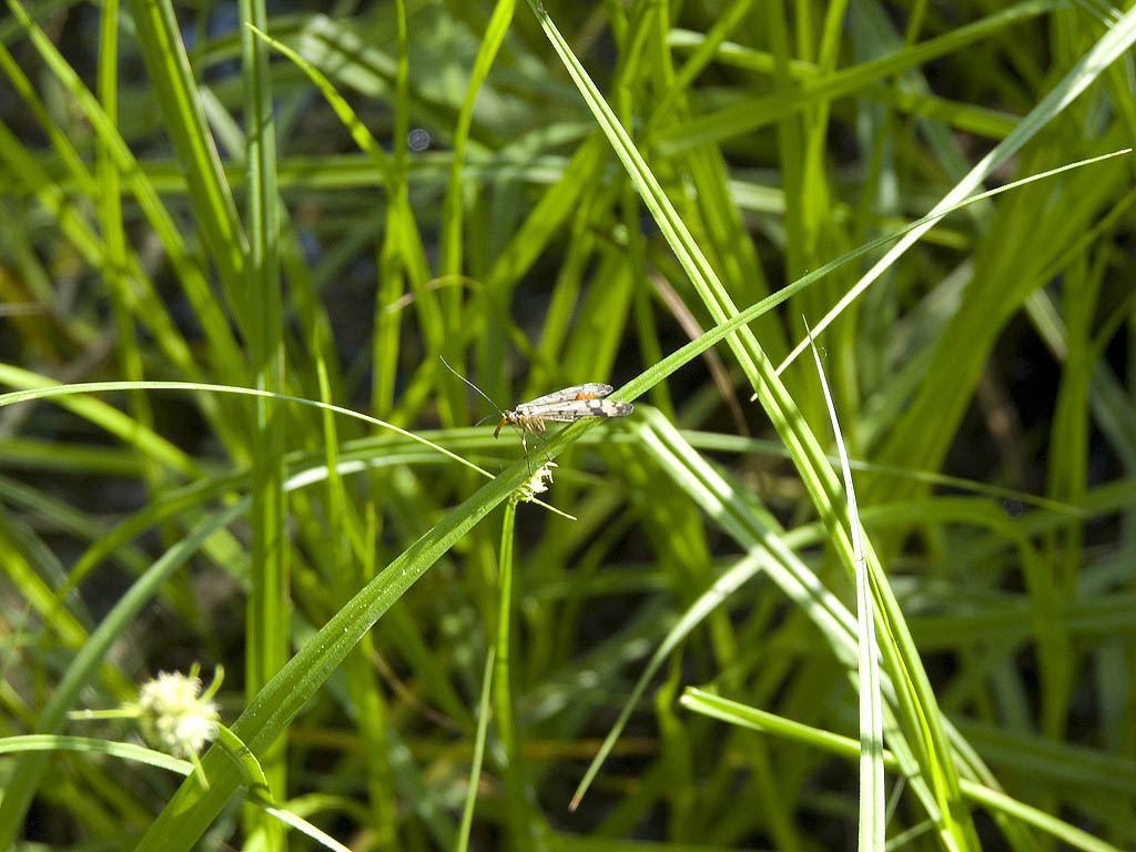 Panorpa sp.gruppo cognata