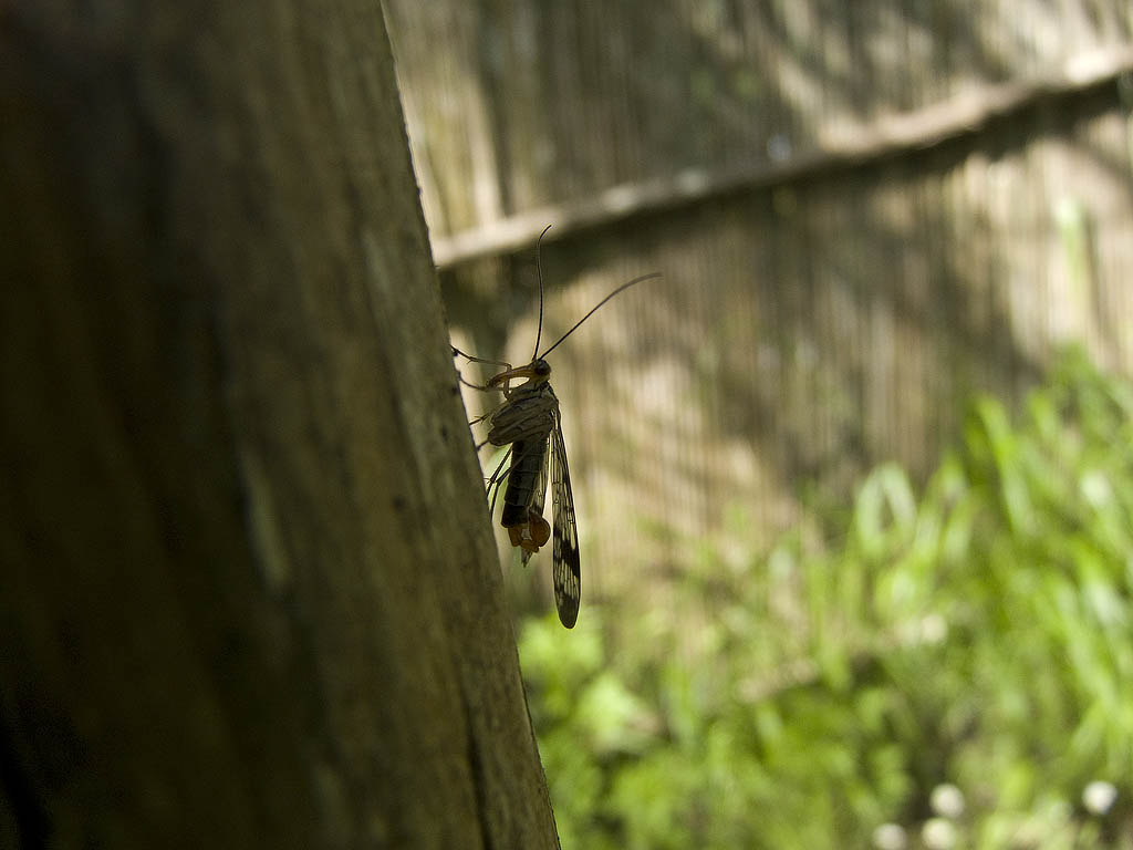 Panorpa sp.gruppo cognata