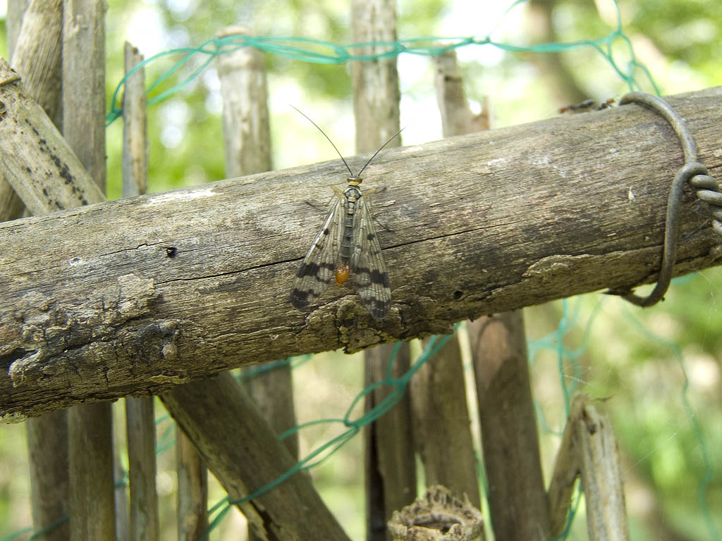 Panorpa sp.gruppo cognata