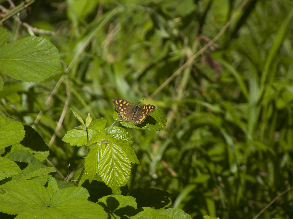 farfalla da identificare