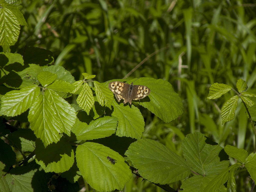 farfalla da identificare