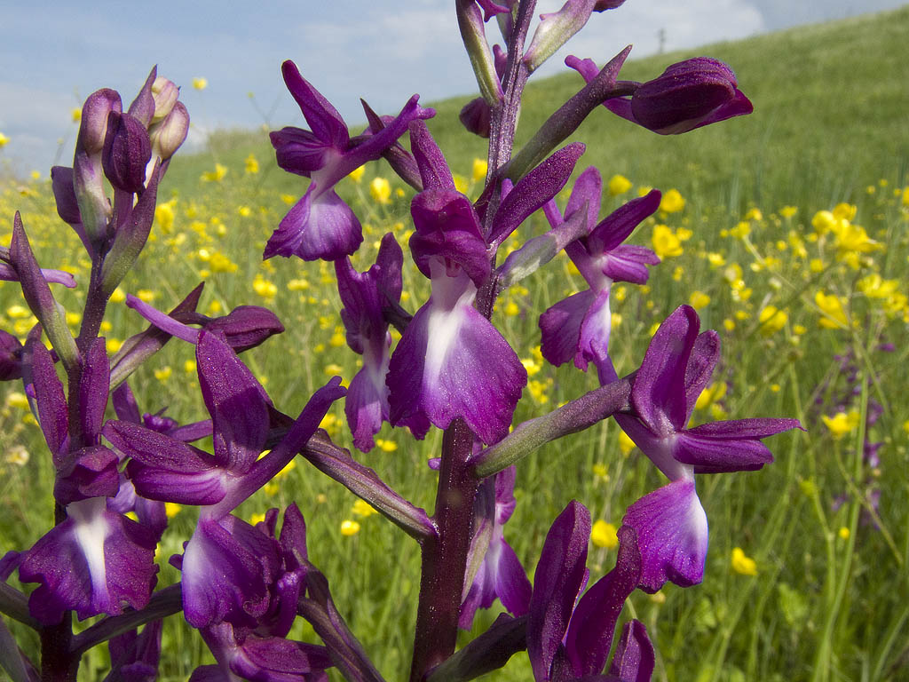 Orchis palustris?