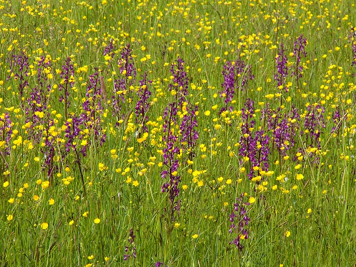 Orchis palustris?