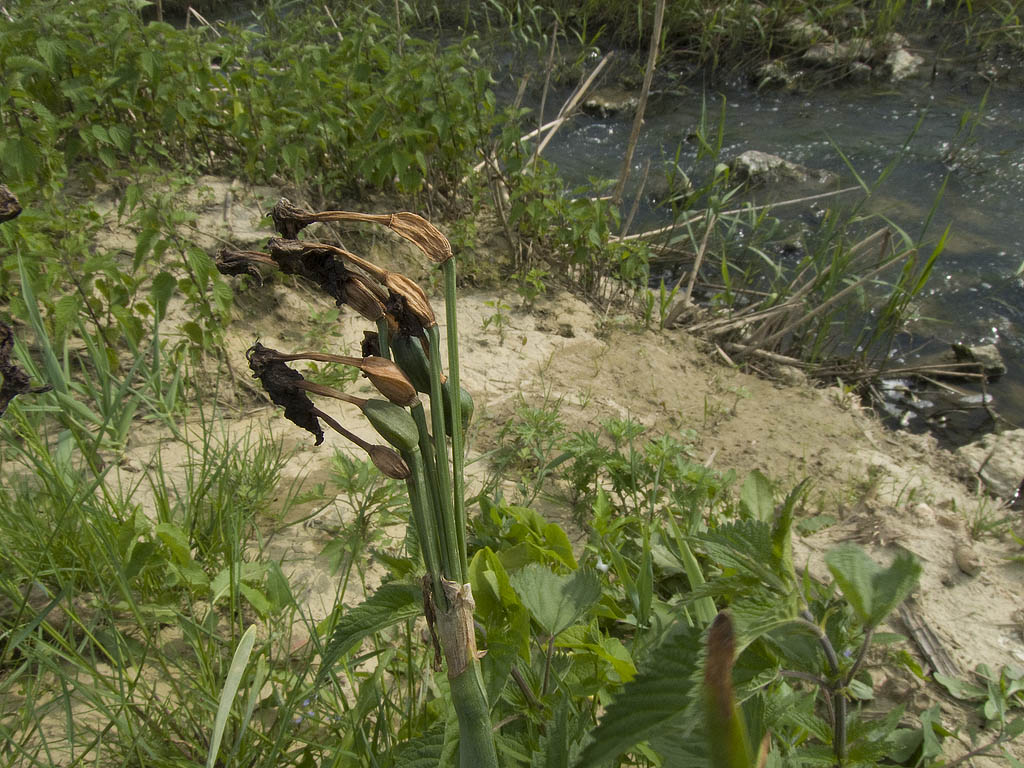 Arrivato tardi.. - Narcissus tazetta