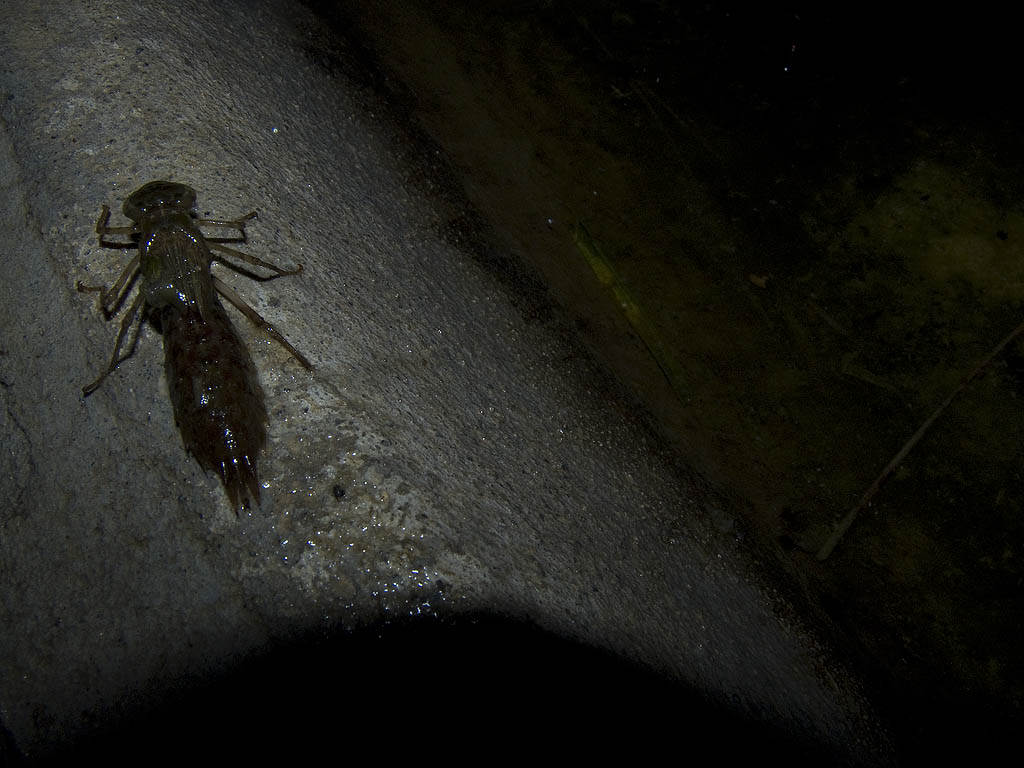 Larva di Anax parthenope che si prepara alla metamorfosi