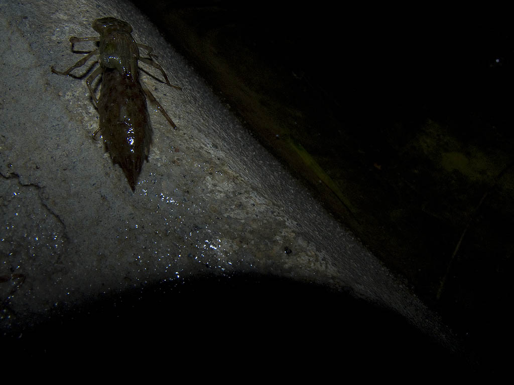 Larva di Anax parthenope che si prepara alla metamorfosi