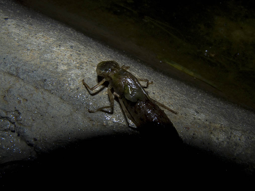 Larva di Anax parthenope che si prepara alla metamorfosi