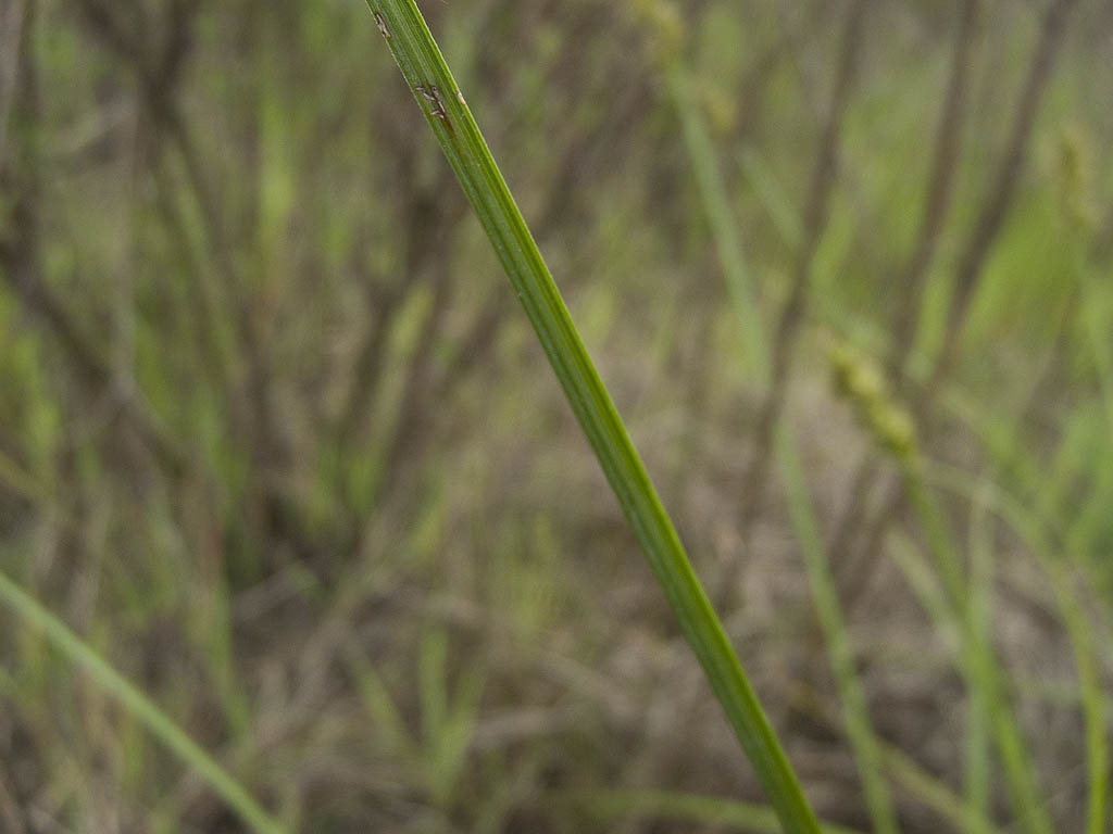 Carex cuprina (ex C. otrubae)