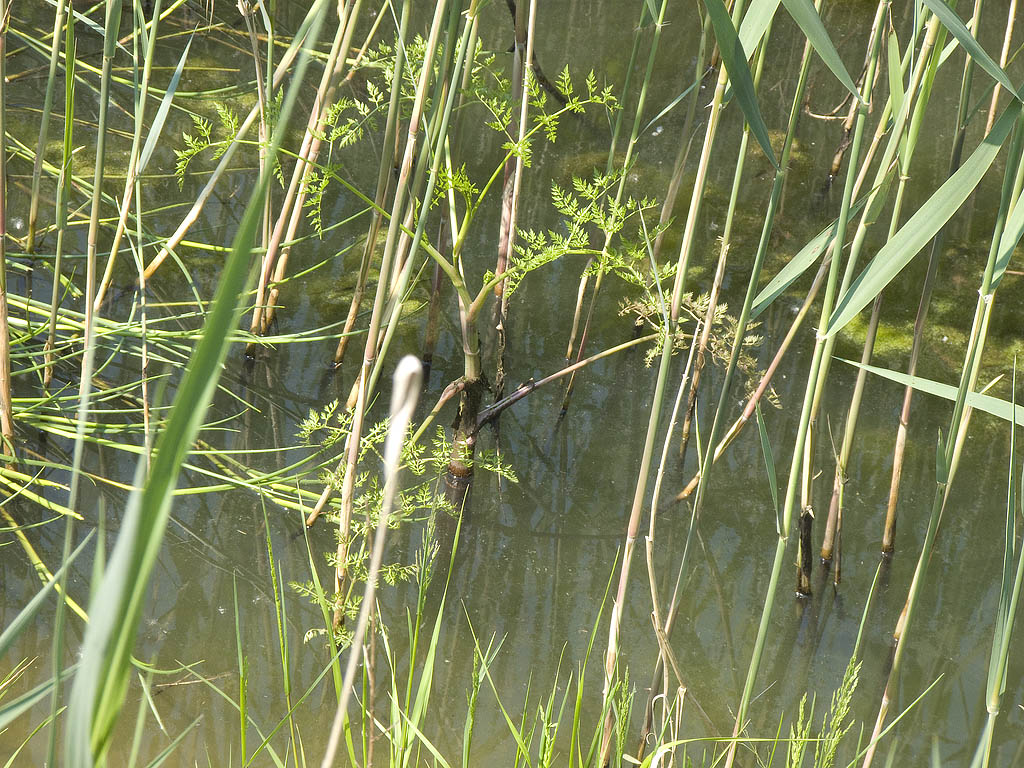 Peucedanum palustre?