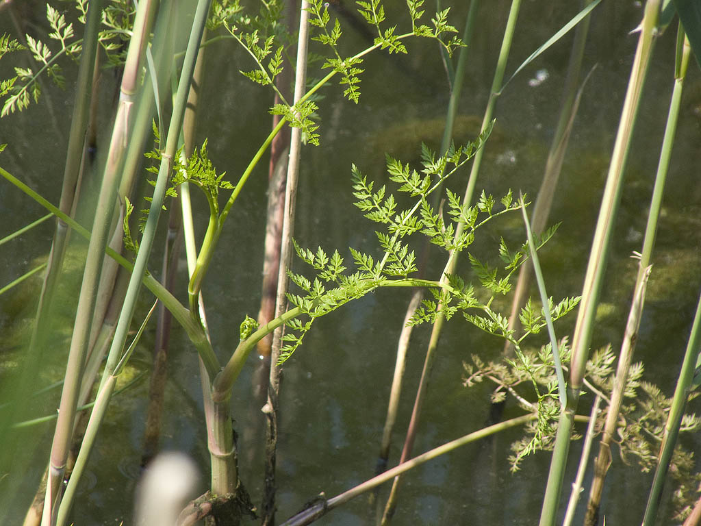 Peucedanum palustre?