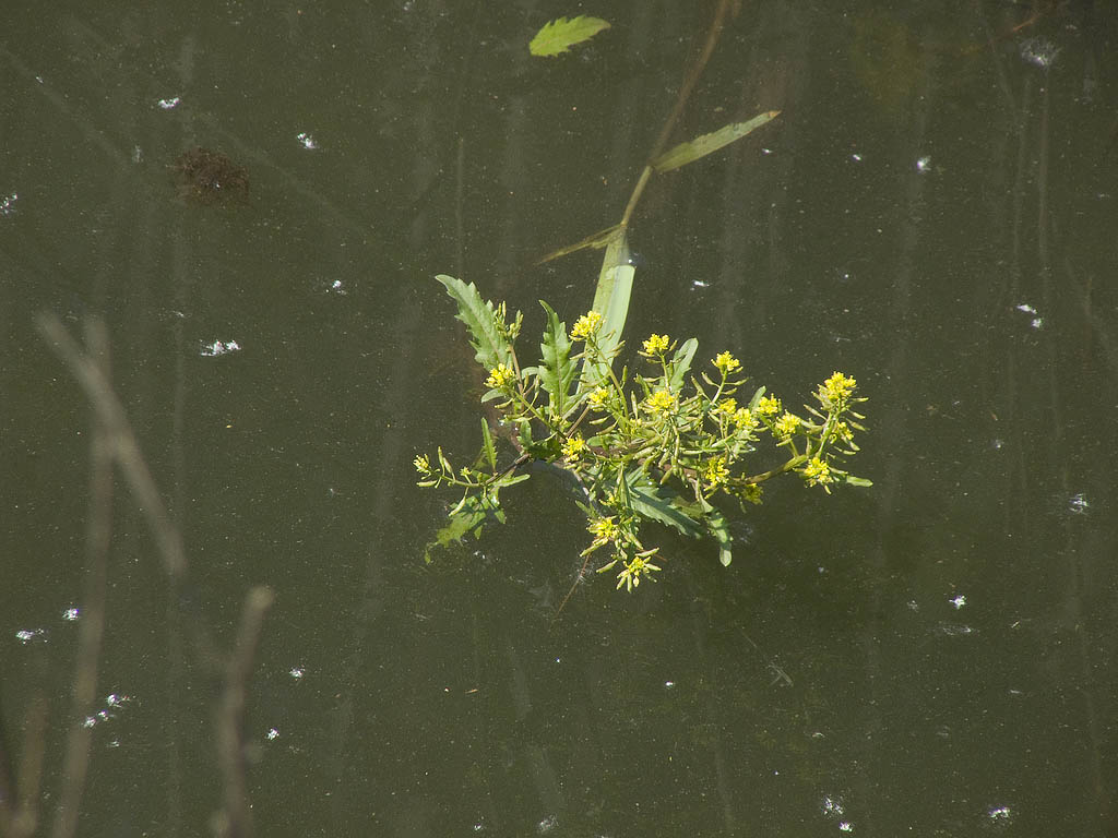 Rorippa amphibia / Crescione anfibio