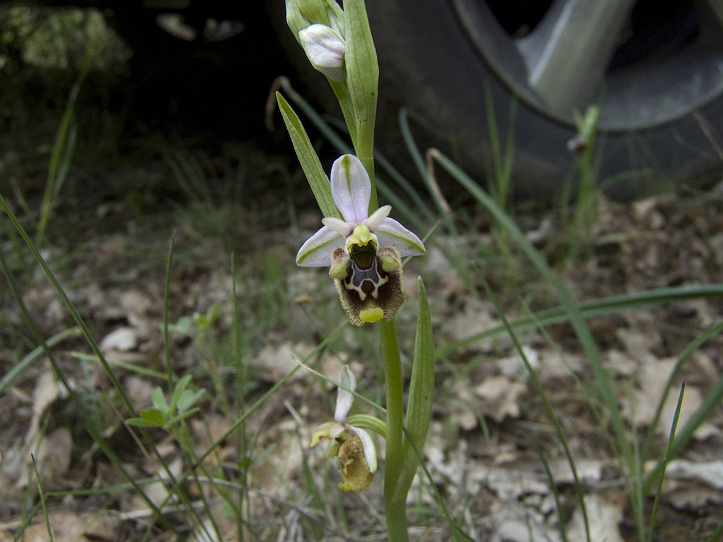 Ophrys & Orchis