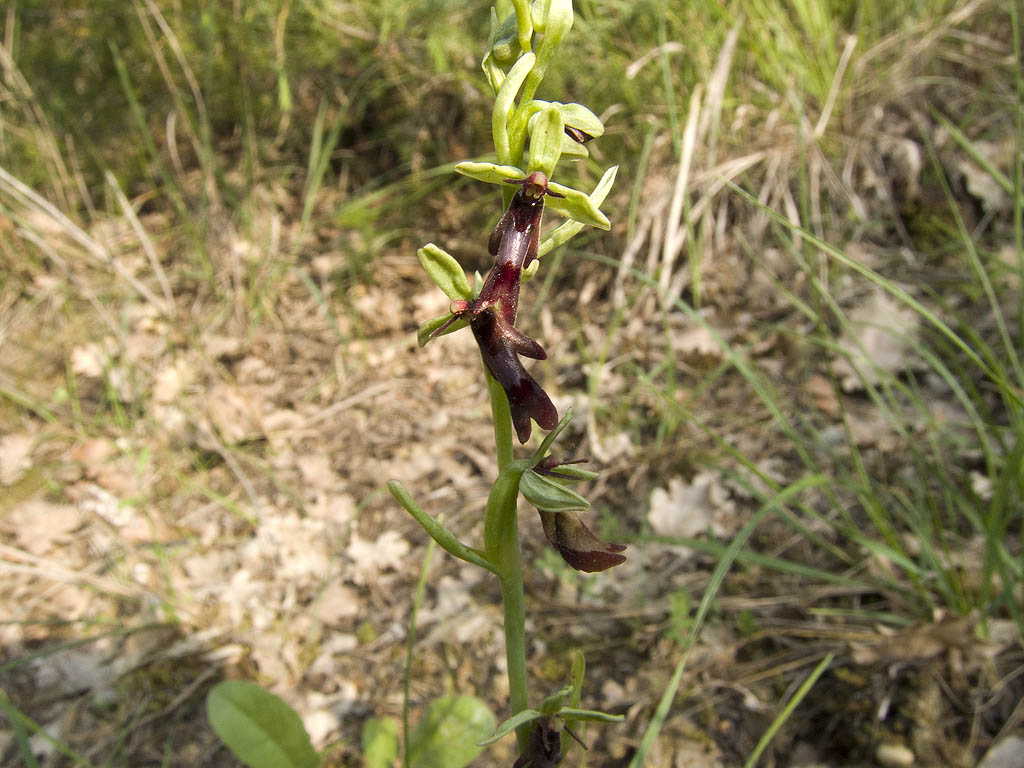 Ophrys & Orchis