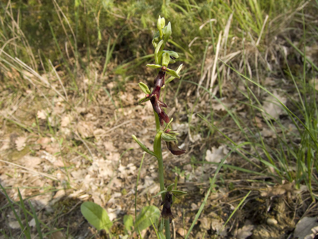 Ophrys & Orchis