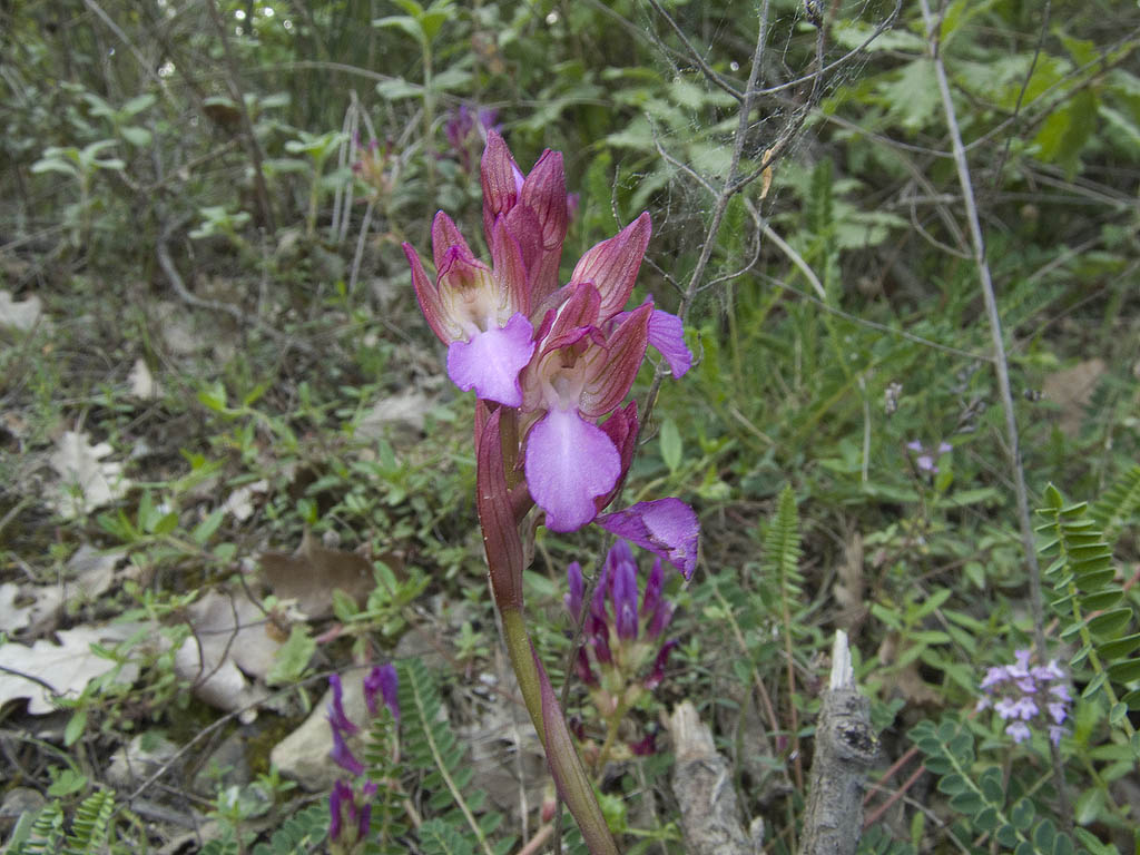 Ophrys & Orchis