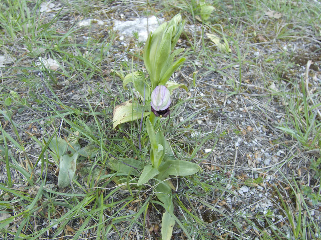 Ophrys & Orchis