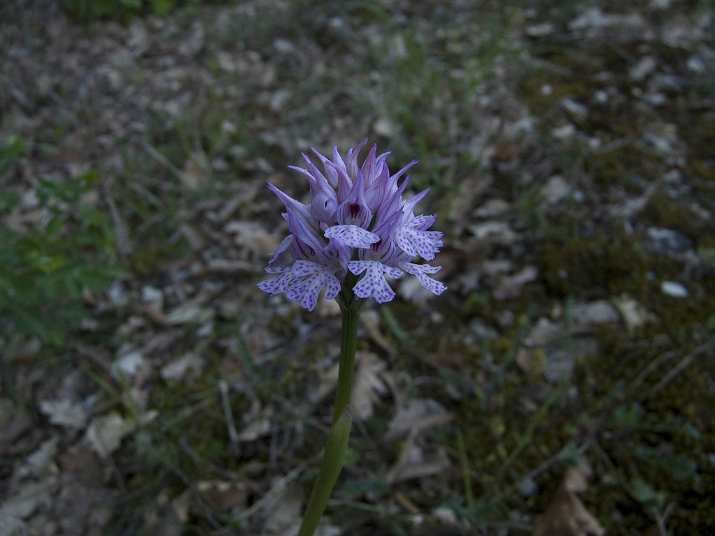 Ophrys & Orchis