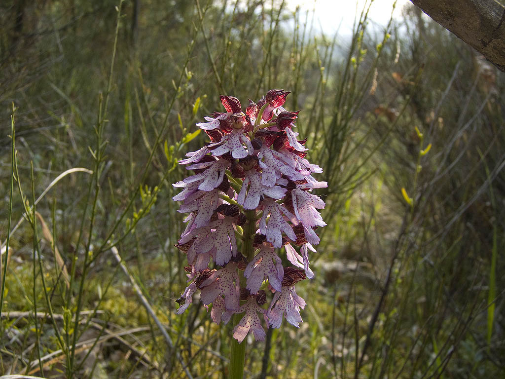 Ophrys & Orchis