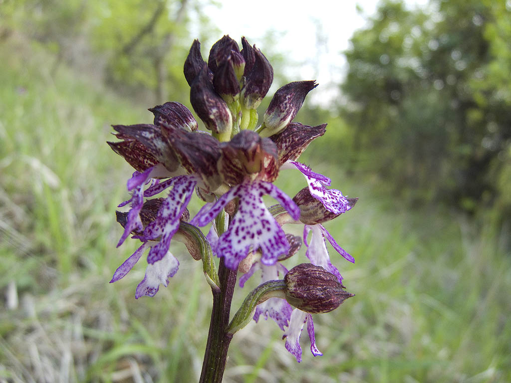 Ophrys & Orchis