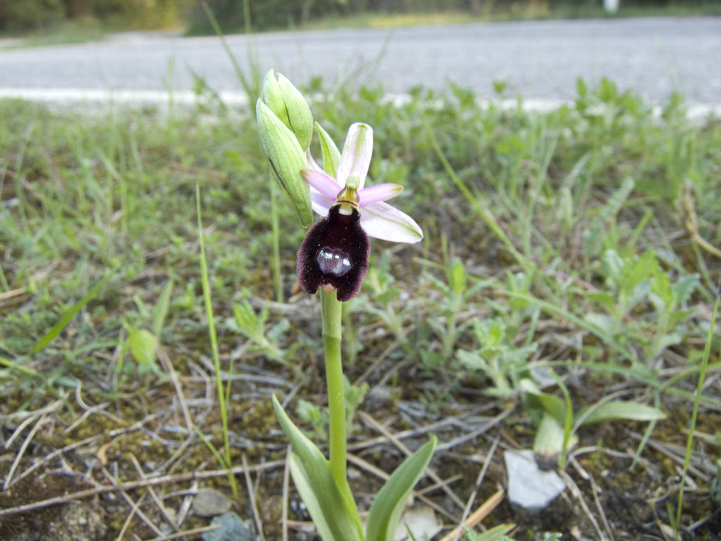 Ophrys & Orchis