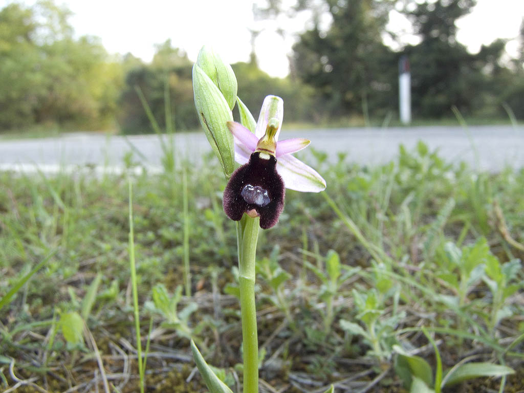 Ophrys & Orchis