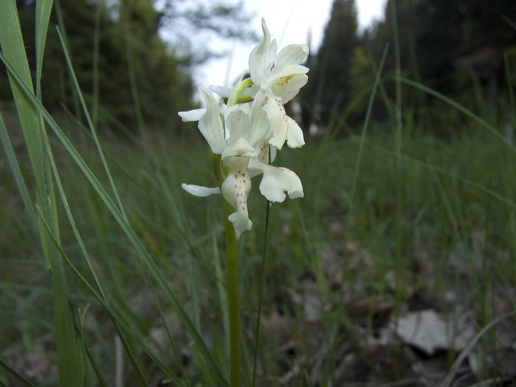 Ophrys & Orchis