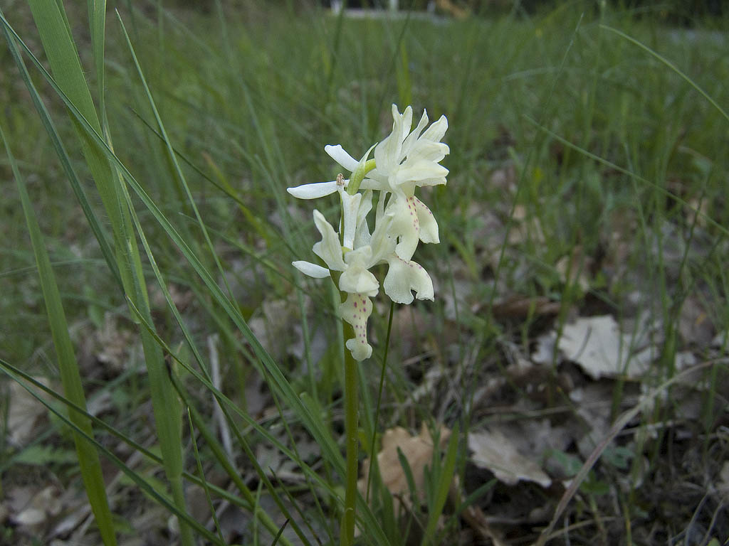 Ophrys & Orchis