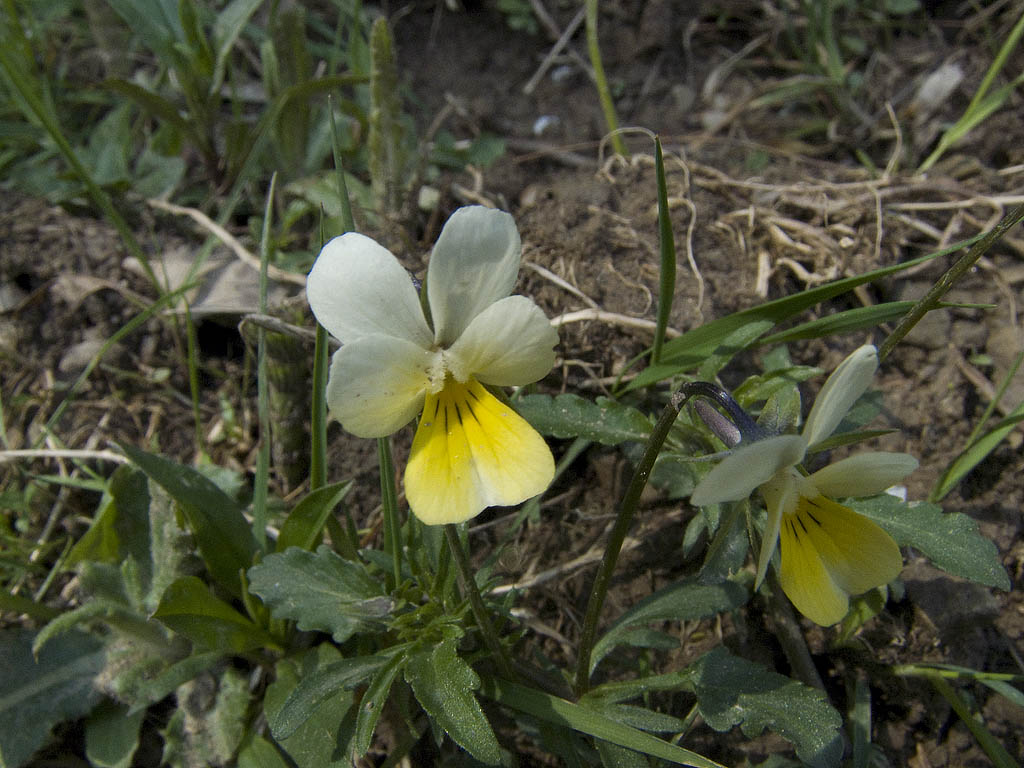 Viola tricolor