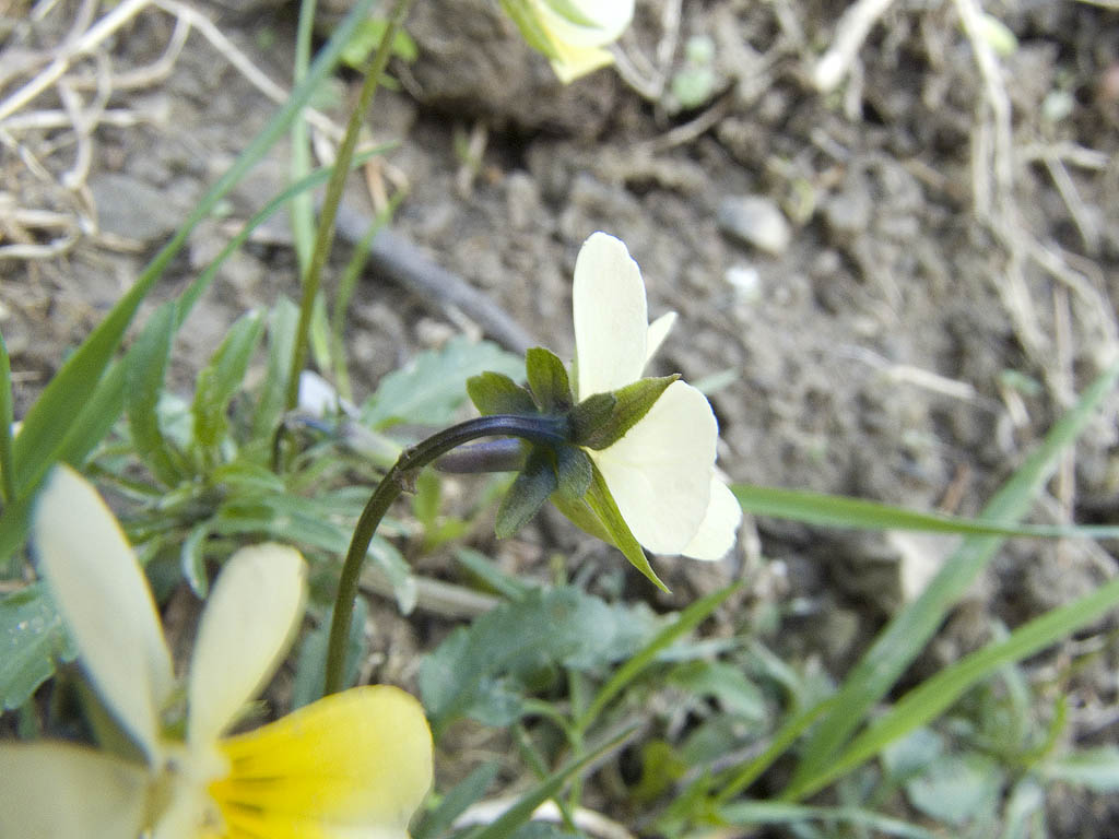 Viola tricolor