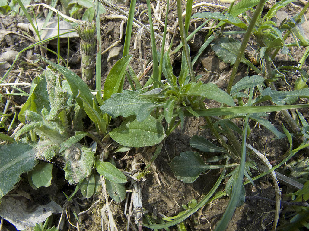 Viola tricolor