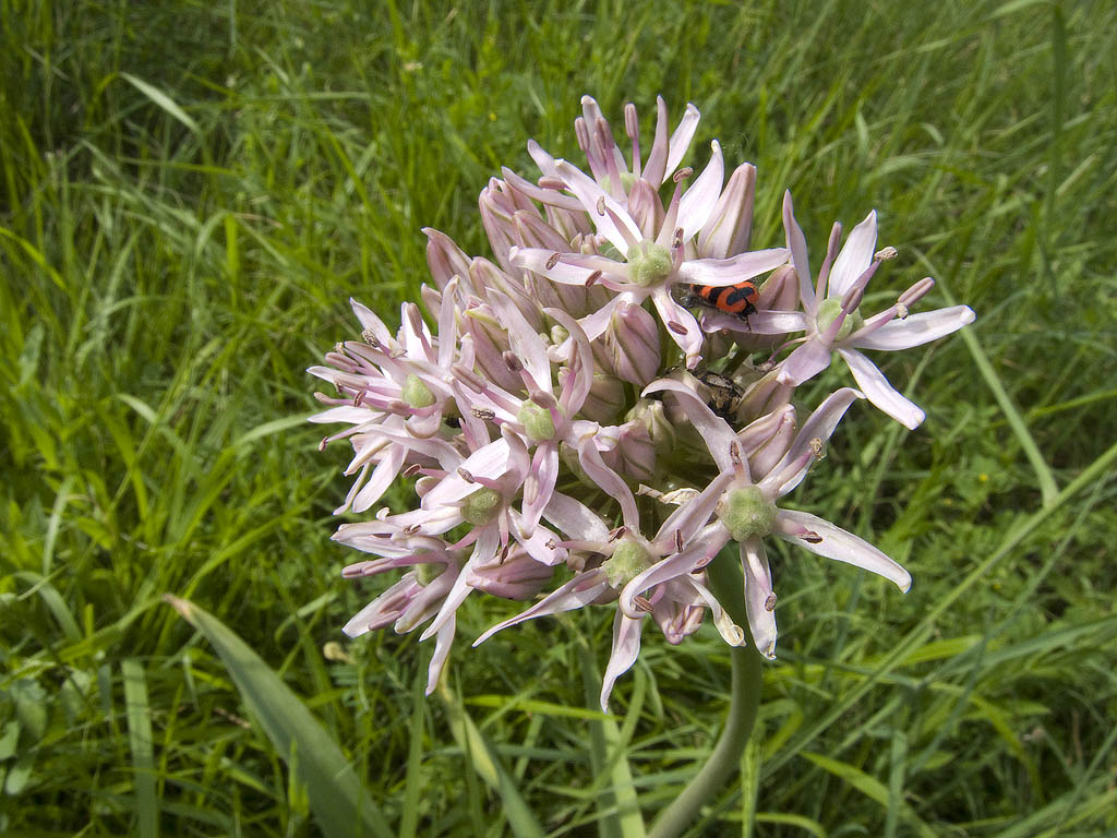 Allium nigrum