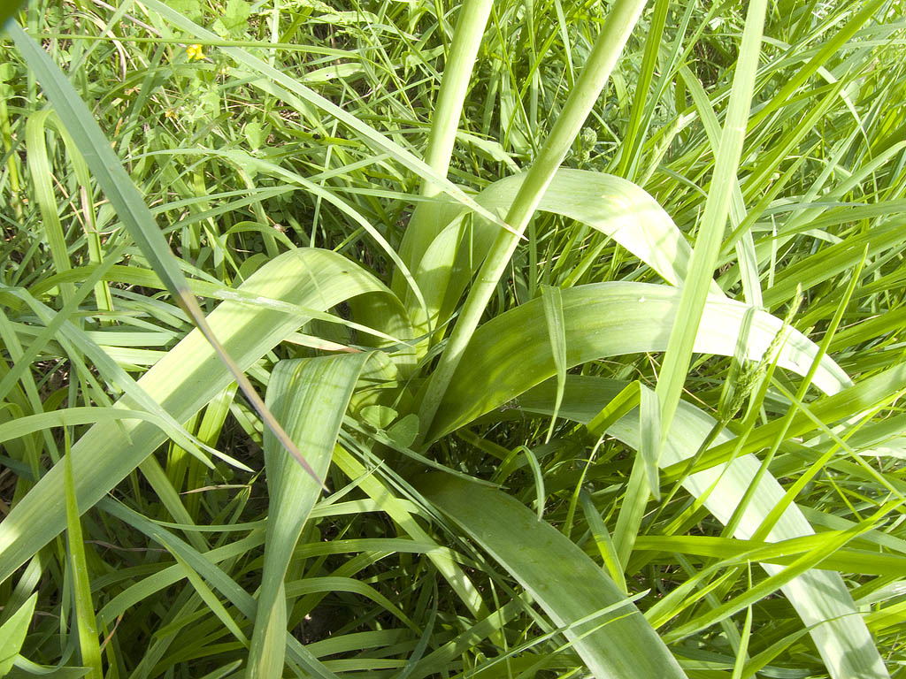 Allium nigrum