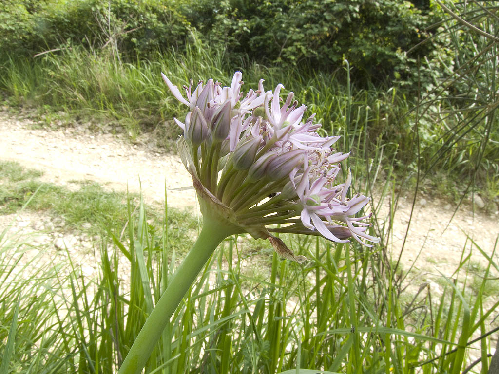 Allium nigrum