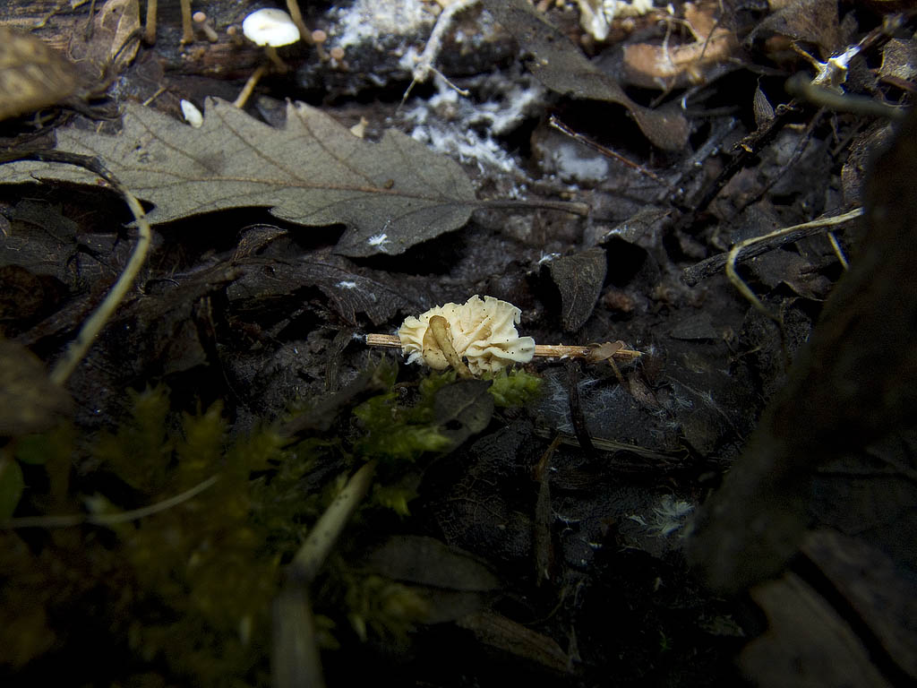 Altri funghi da determinare