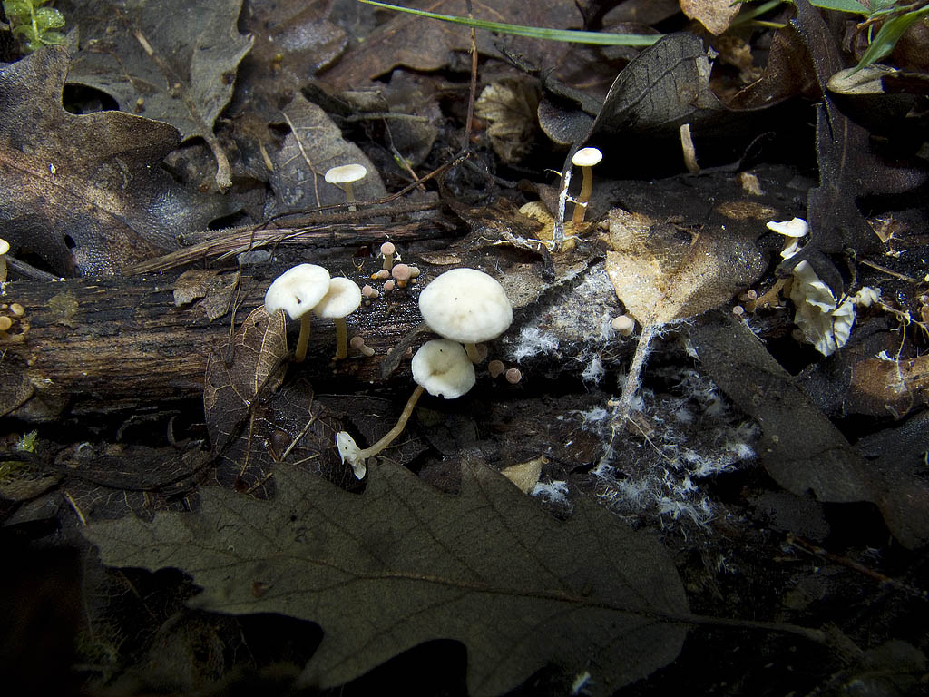 Altri funghi da determinare