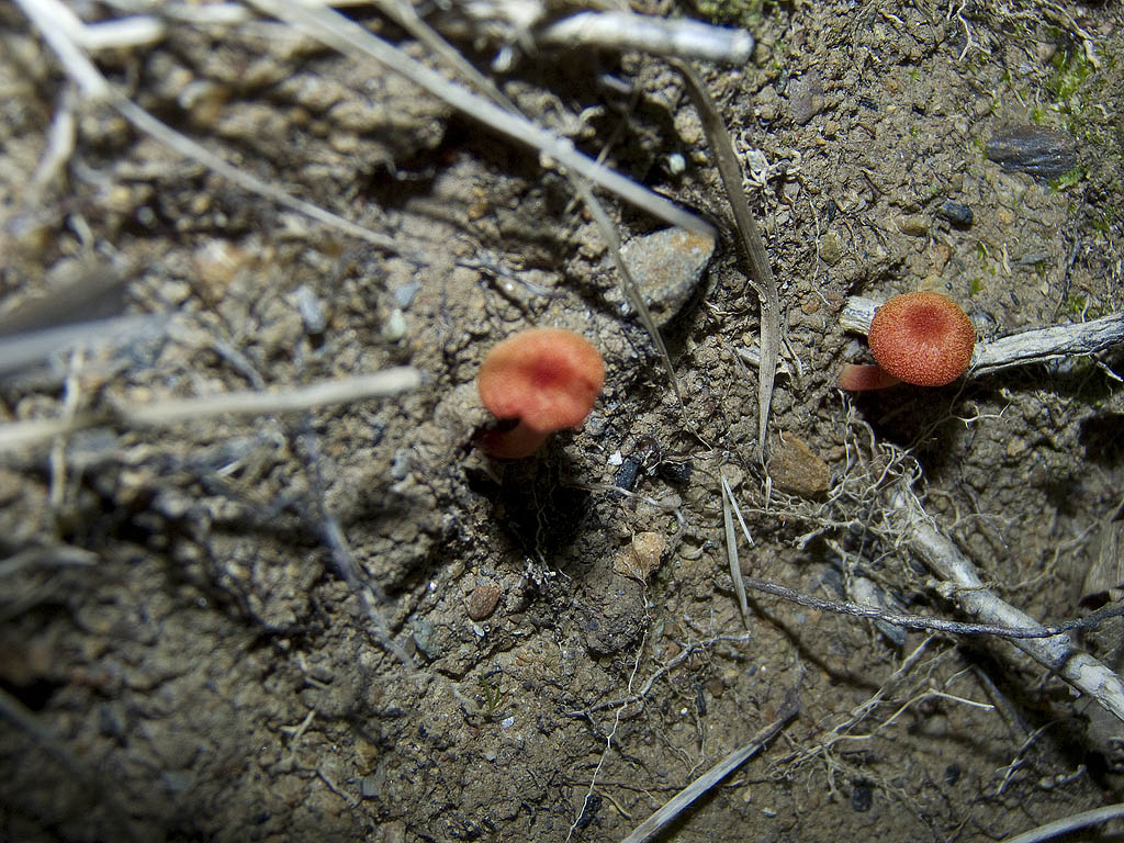 Funghi da identificare