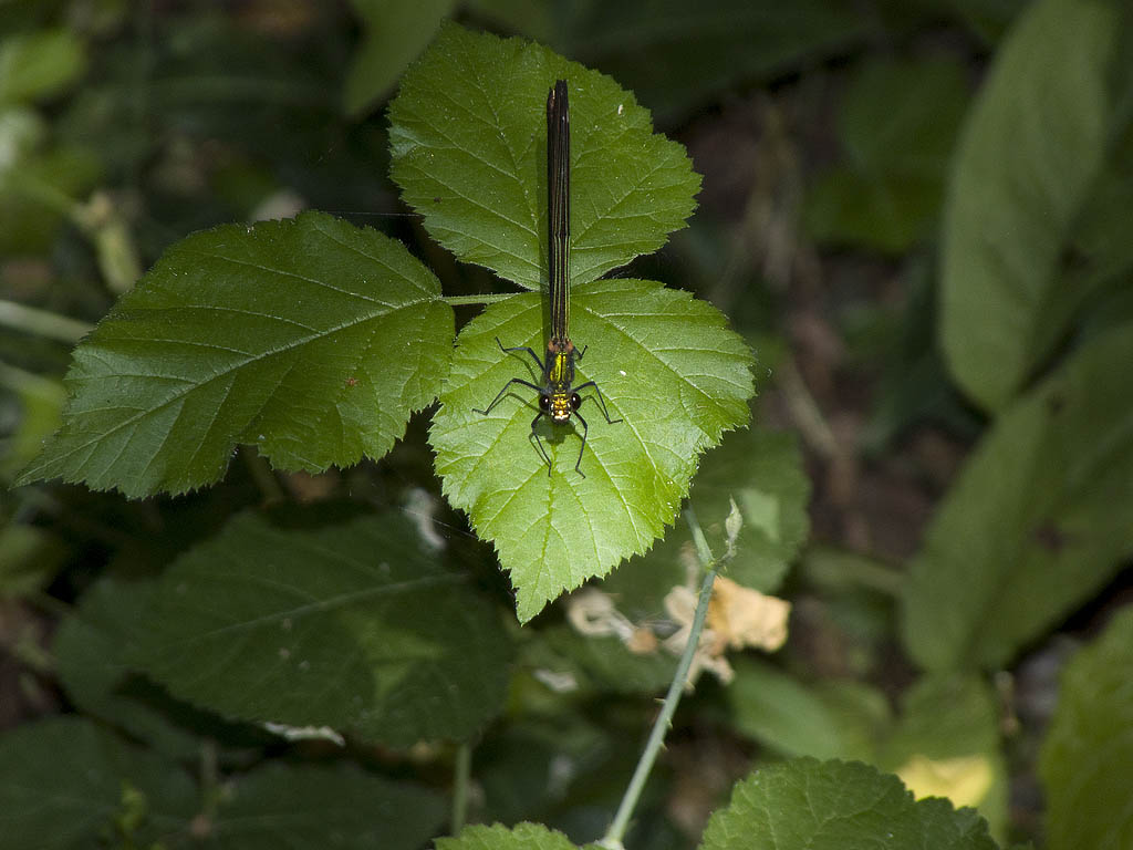 Anche questo  Calopteryx...quale?