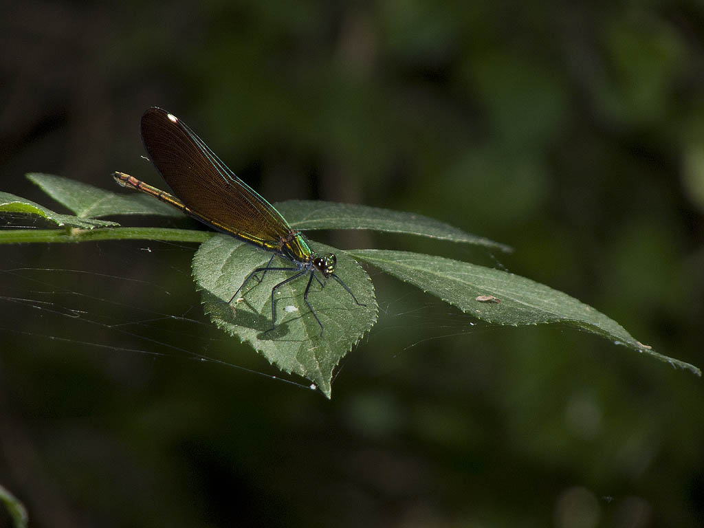 Anche questo  Calopteryx...quale?