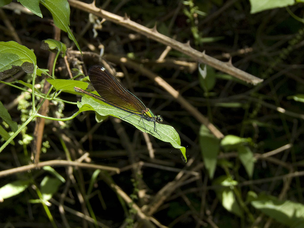 Anche questo  Calopteryx...quale?