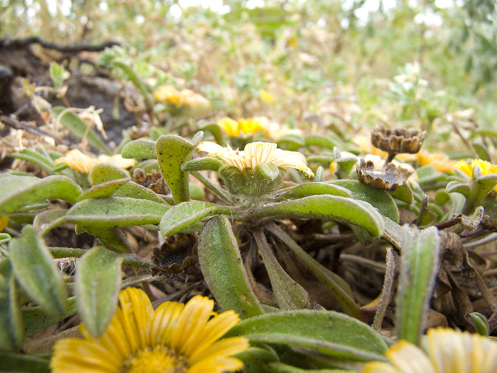 Pallenis maritima (=Asteriscus maritimus) / Asterisco marittimo