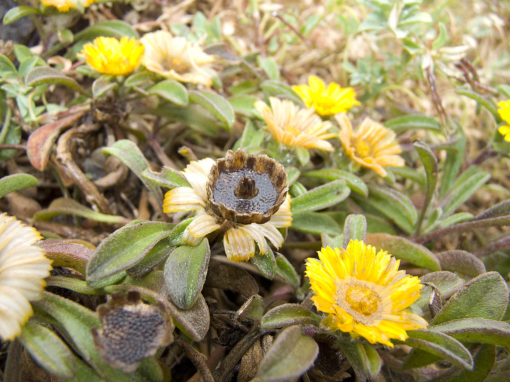 Pallenis maritima (=Asteriscus maritimus) / Asterisco marittimo