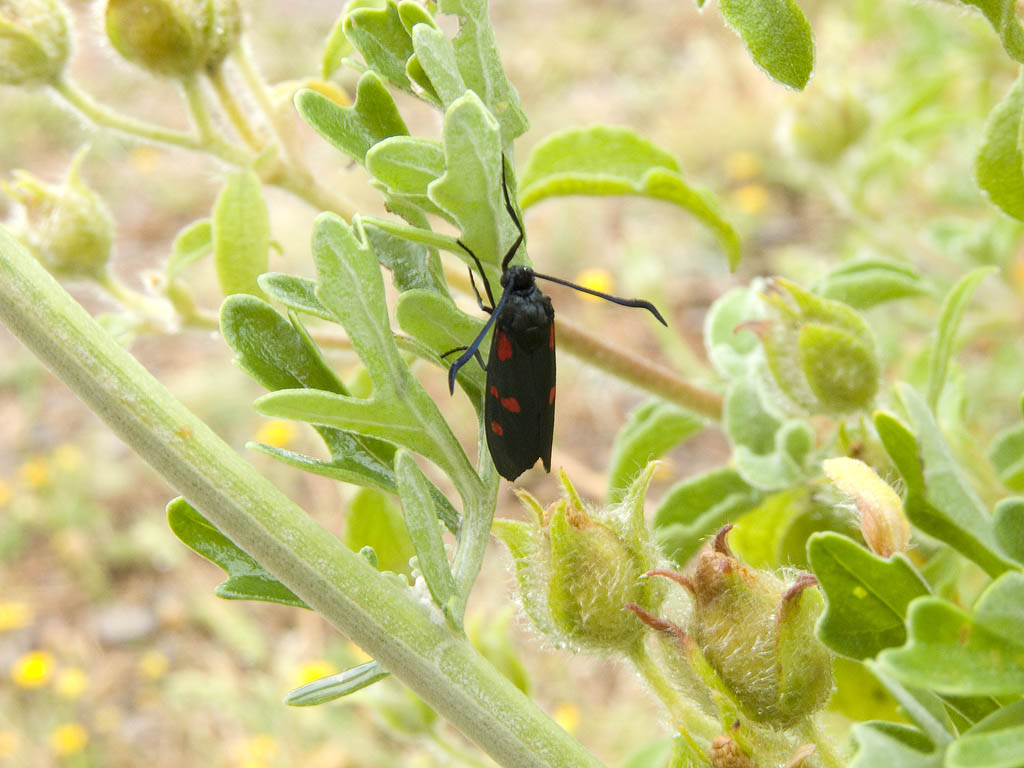 Da identificare - Zygaena lonicerae