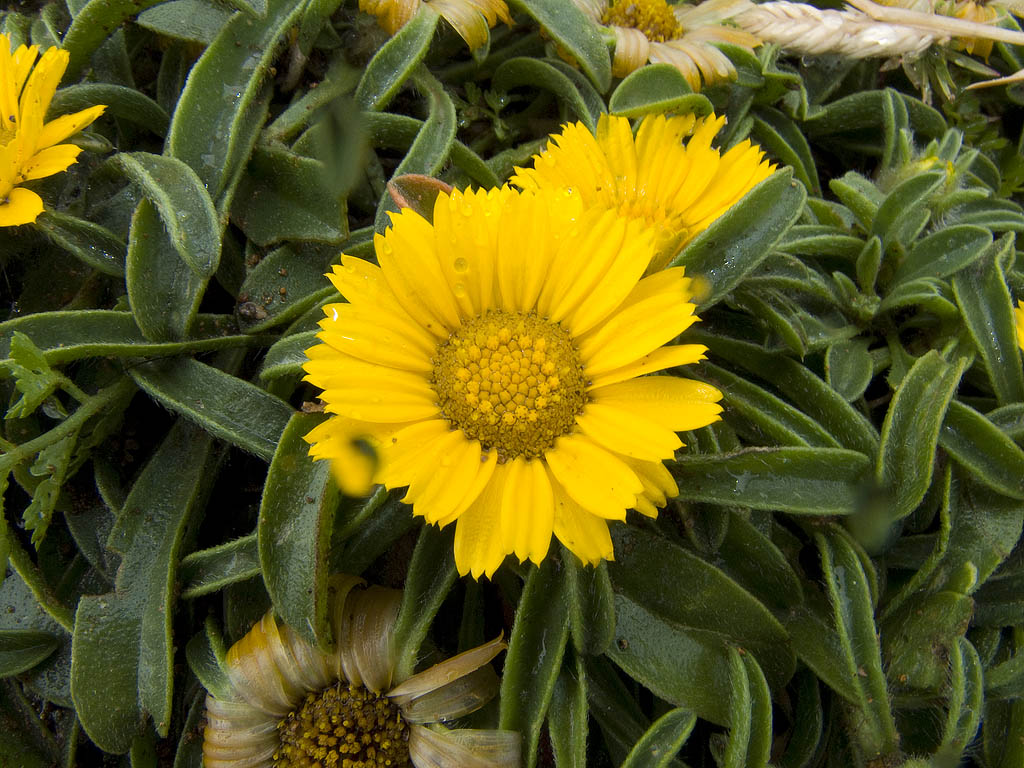 Pallenis maritima (=Asteriscus maritimus) / Asterisco marittimo