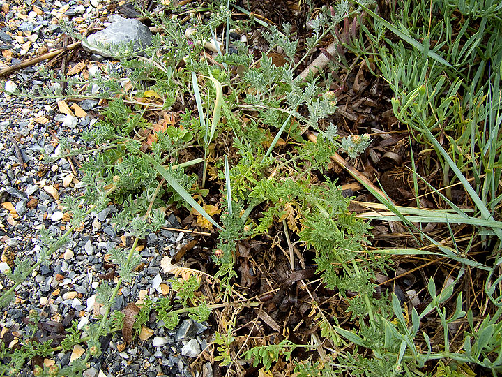 Centaurea paniculata subsp. subciliata