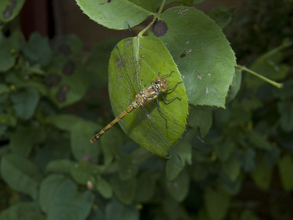 Da poco sfarfallata? Sympetrum striolatum