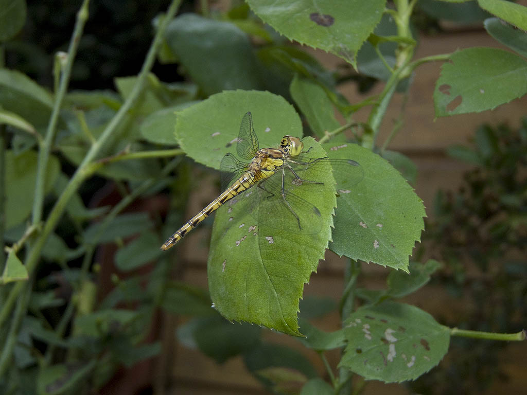 Da poco sfarfallata? Sympetrum striolatum