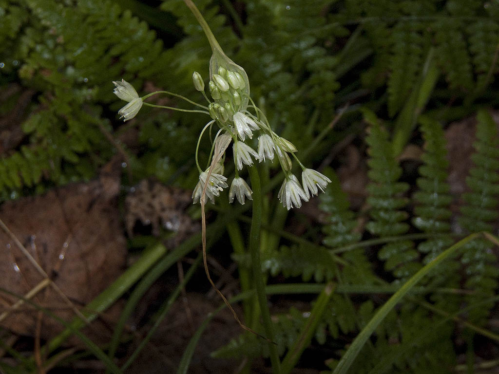 Allium fuscum?