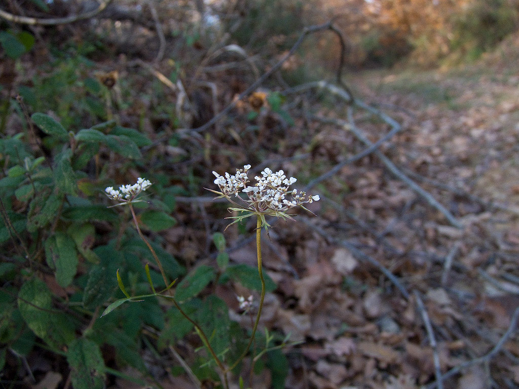 Daucus carota